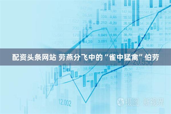 配资头条网站 劳燕分飞中的“雀中猛禽”伯劳