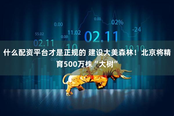 什么配资平台才是正规的 建设大美森林！北京将精育500万株“大树”
